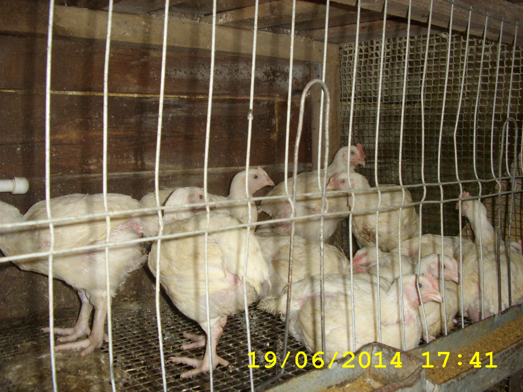 куры новосибирска