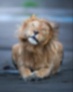 Wild Visions - Journey into the Heart of Alexandra Surkova's Wildlife Photography 