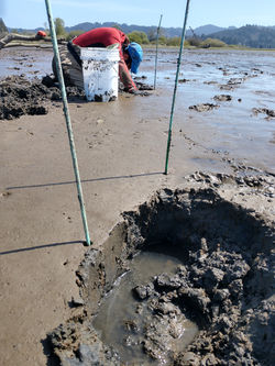 Allie collecting clams in Florence, OR.