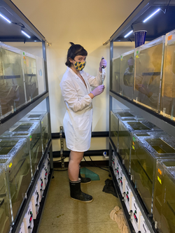 Allie dosing her clams with pesticides for a chronic exposure study.