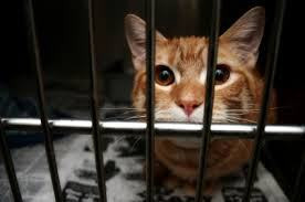 Stop! Please Don’t Take Your Cat To A Shelter.