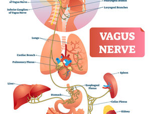 Polyvagal Theory & Natural Medicine