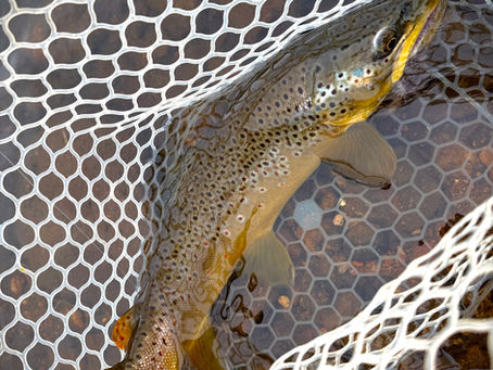 Fishing Report - 4/23/26