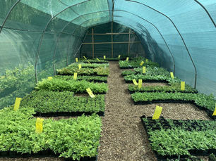March 2019 - Rejuvenated Polytunnels