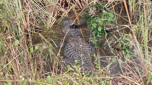 Screen Shot 2023-12-06 at 12.16.31 PM.png