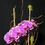 Thumbnail: PHALAENOPSIS ORCHID ARRANGEMENT