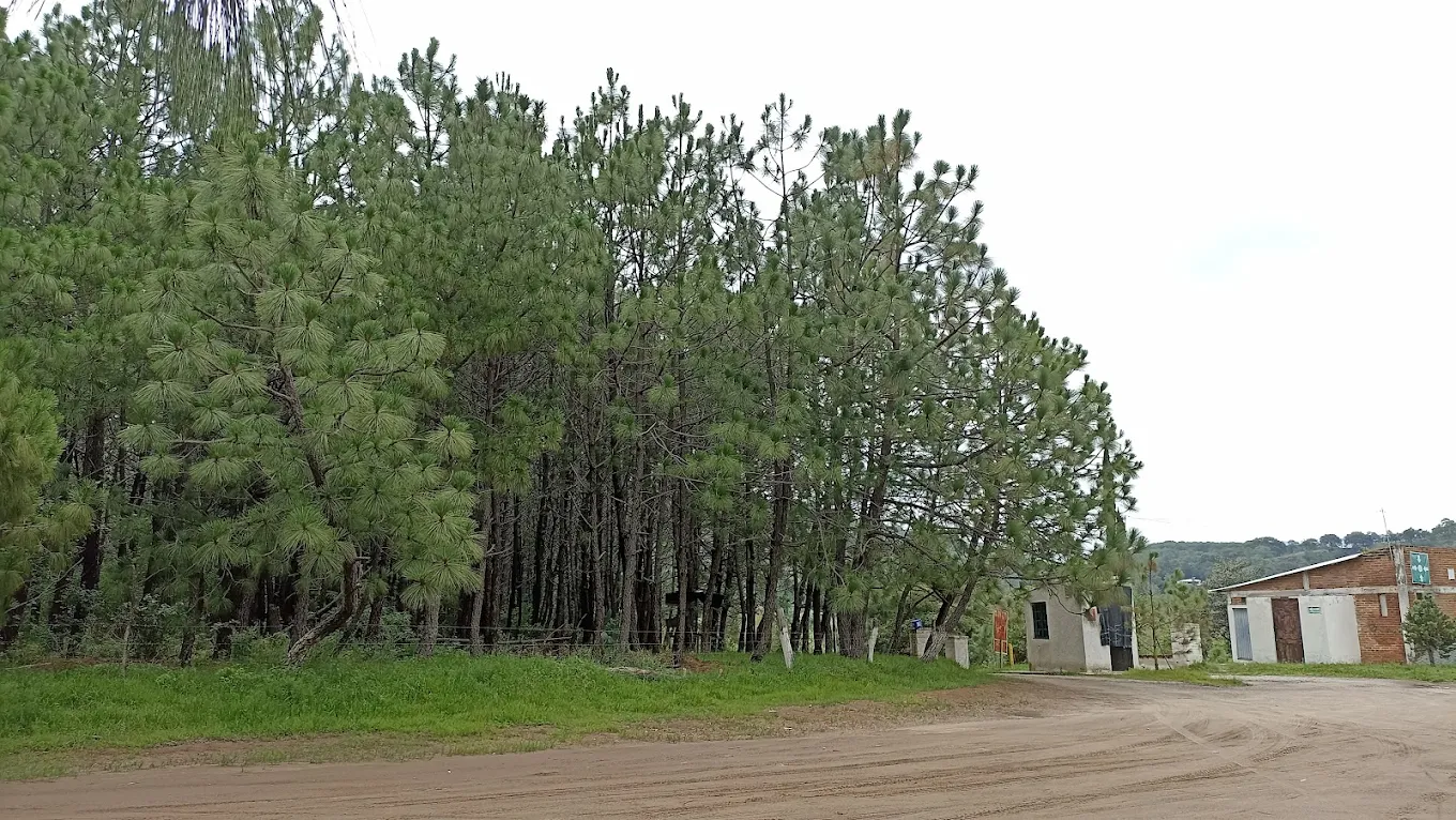 Denso grupo de pinos en el Bosque La Primavera junto a un camino de tierra.