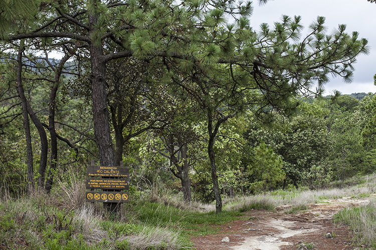 Sendero boscoso con señalización de rutas en el Bosque La Primavera.