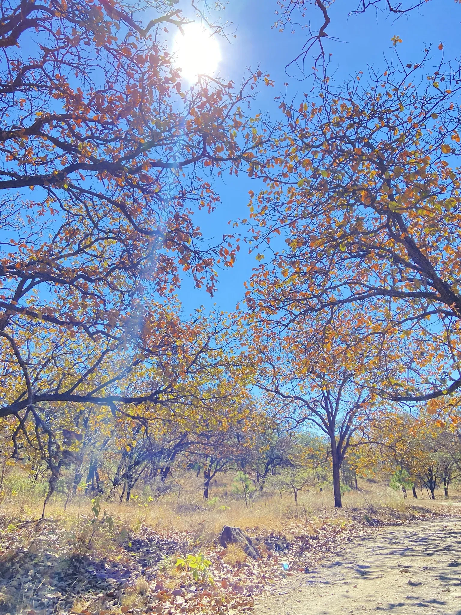 Árboles con follaje otoñal bajo un cielo azul en el Bosque La Primavera.