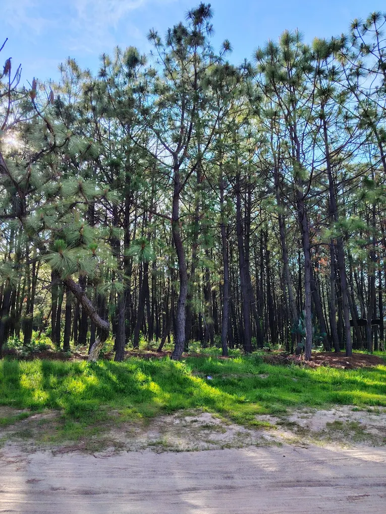 Bosque de pinos altos con pasto verde en el suelo del Bosque La Primavera.