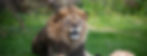 ROL_Banner.jpg