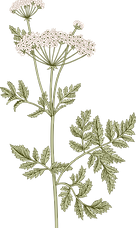 Botany