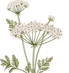 Botany