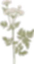 Botany