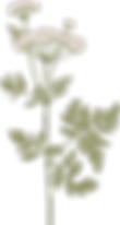 Botany