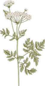Botanique