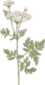 Botanik