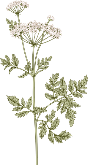 Botany