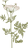 植物学