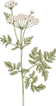 Botanique