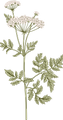 Botanica