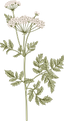 Botanique