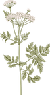 Botany