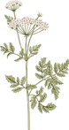 Botanique