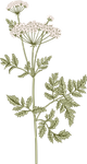 Botany