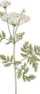Botany