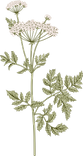 Botanique