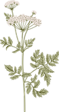 Botany
