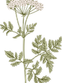 Botanique