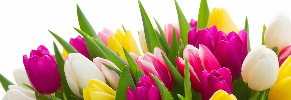 bandeau-la-tulipe-eclosion-du-printemps.jpg