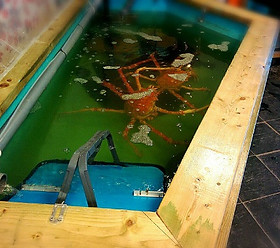 活魚水槽|業務用いけす水槽メーカー|ろ過槽ろ材無し|水換え不要 活魚水槽|業務用いけす水槽メーカー|ろ過槽ろ材無し|水換え不要