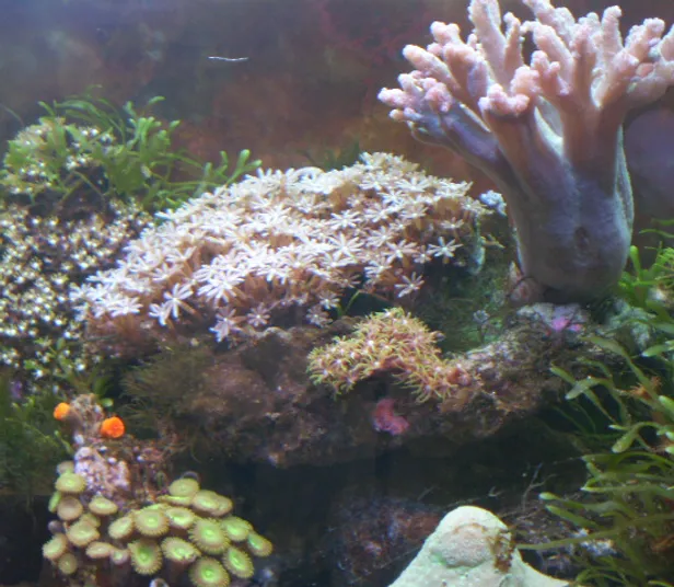 必見 honumiスーパーナチュラルシステム アクアリウム水槽 アクアリウム設備 観賞魚水槽 ろ過システム 水換え不要 ろ過槽不要 必見 honumiスーパーナチュラルシステム アクアリウム水槽 アクアリウム設備 観賞魚水槽 ろ過システム 水換え不要 ろ過槽不要