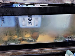 活魚水槽販売,生簀販売,濾過,ろ過装置,ろ過材,ろ過バクテリア,浄化バクテリア,ろ過無し,微生物浄化,HONUMI,ホンマもんの海,スーパーナチュラルシステム