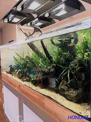 水換え不要水槽 ろ材不要 無添加 Honumi Super Natural System本社 水換え不要水槽 ろ材不要 無添加 Honumi Super Natural System本社