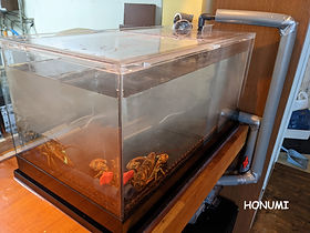 活魚水槽｜いけす水槽の製造設置販売｜HONUMI,京都本社