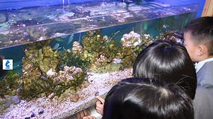 保育園、幼稚園のアクアリウム水槽