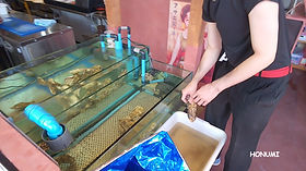 活魚水槽|いけす水槽の製造設置販売|HONUMI,京都本社 活魚水槽|いけす水槽の製造設置販売|HONUMI,京都本社