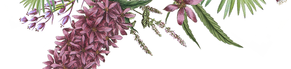 Fiori illustrati 2