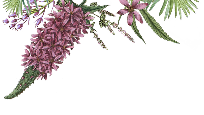 Illustrated Flowers 2