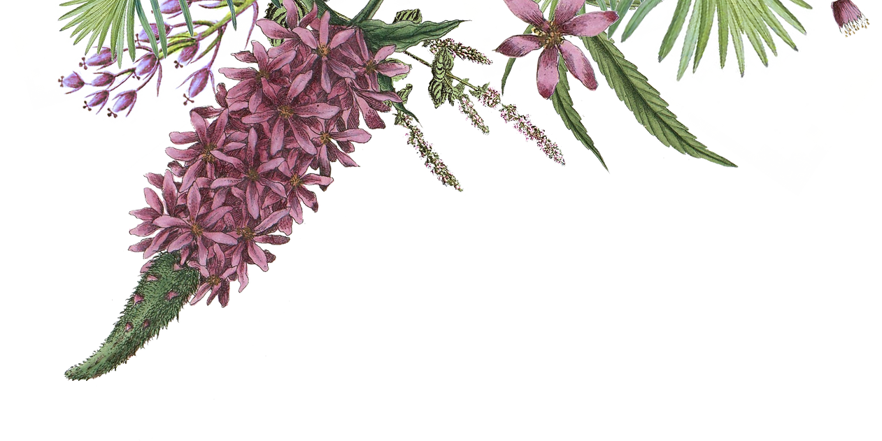 Fleurs illustrées 2