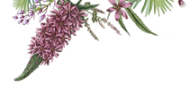 Illustrated Flowers 2