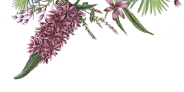 Fleurs illustrées 2