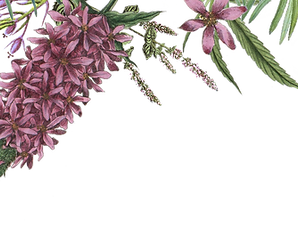 Illustrated Flowers 2