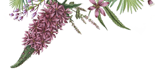 Illustrated Flowers 2