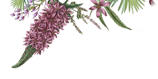 Illustrated Flowers 2
