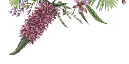 イラスト花2